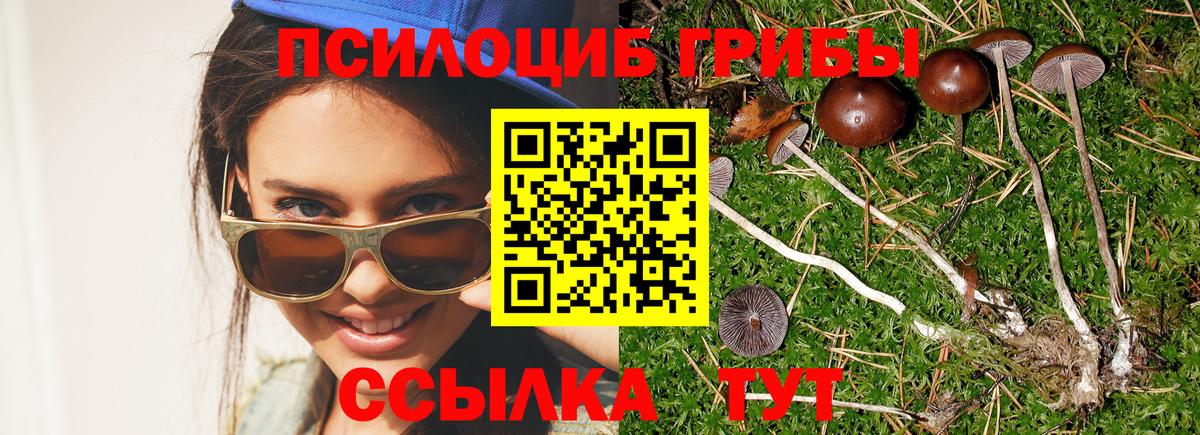 Галлюциногенные грибы Psilocybine cubensis Лабытнанги